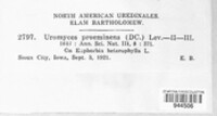 Uromyces proëminens image